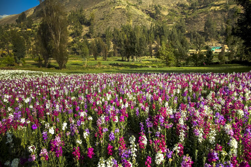 TARMA MARAVILLOSA 3D/2N